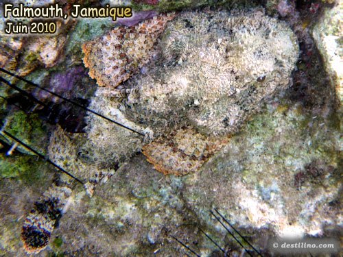 Spotted Scorpionfish (2010)