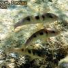 Spotted Goatfish (2010)