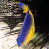 Cocoa Damselfish Juveline (2010)