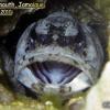 Banded Jawfish (2010)