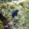 Yellowtail Damselfish Juveline