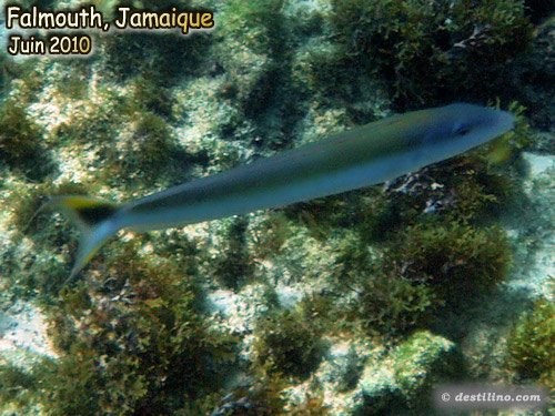 Sand Tilefish (2010)