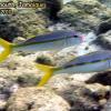 Yellow Goatfish (2010)