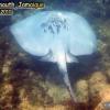 Southern Stingray (2010)