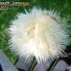 Variegated Urchin (2010)