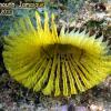 Yellow Fanworm (2010)