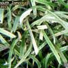 Turtle Grass (2010)