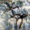 Spiny Brittle Star (2010)