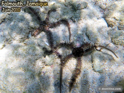 Spiny Brittle Star (2010)