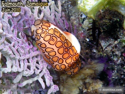 Flamingo Tongue (2010)