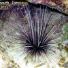 Long-Spined Urchin (2010)