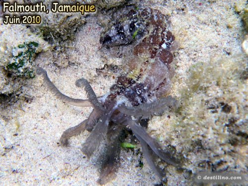 Beaded Sea Cucumber (2010)