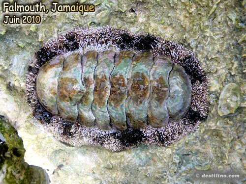 Fuzzy Chiton (2010)