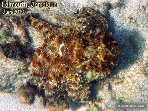 Common Octopus (2010)