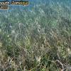 Manatee Grass (2010)