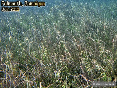 Manatee Grass (2010)