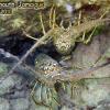 Caribbean Spiny Lobster (2010)