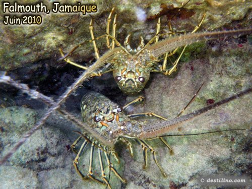 Caribbean Spiny Lobster (2010)