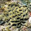 Rough Star Coral (2008)