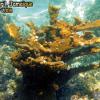 ElkHorn Coral (2008)