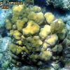 Corals