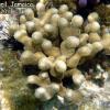Thin Finger Coral (2011)