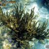 Black Sea Rod (2008)