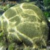 Symmetrical Brain Coral (2008)