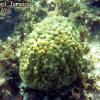 Mustard Hill Coral (2011)