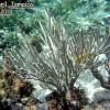 Porous Sea Rods (2011)