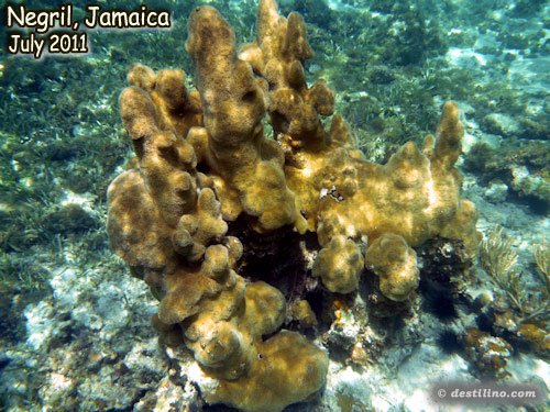 Pillar Coral (2011)