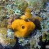 Yellow Tube Sponge (2011)