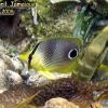 Foureye Butterflyfish (2008)