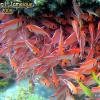 Blackbar Soldierfish (2008)