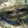 Flying Gurnard (2011)