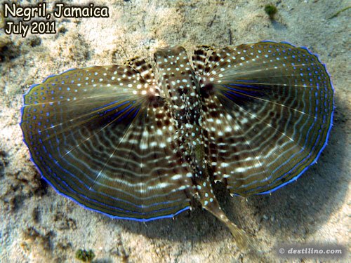 Flying Gurnard (2011)