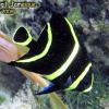 Gray Angelfish Juv. (2008)