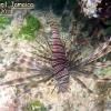 Turkey Lionfish (2011)