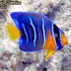 Blue Angelfish Juveline (2011)