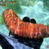 Dunkey Dung Sea Cucumber (2008)