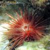 Rock-boring Urchin - red (2008)