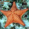 Cushion Sea Star (2008)