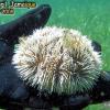 West Indian Sea Egg (2008)