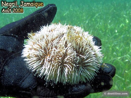 West Indian Sea Egg (2008)