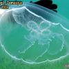 Moon Jelly (2008)