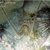 Caribbean Spiny Lobster (2008)