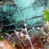 Banded Coral Shrimp (2011)