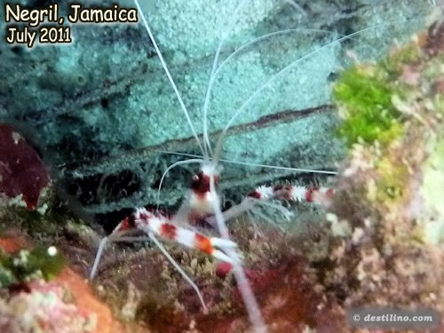 Banded Coral Shrimp (2011)