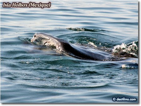 Whale shark (2006)