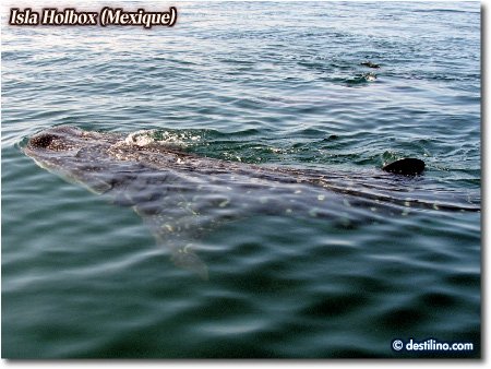 Whale shark (2006)